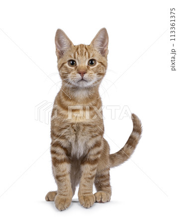 European Shorthair cat on white background 113361375