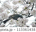 ヒヨドリと桜 113361438