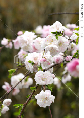 明るい白と淡紅色の満開に咲くしだれ桃の木の花枝(自然光+ストロボ、マクロ接写撮影) 明るい白と淡紅色の満開に咲くしだれ桃の木の花枝(自然光+ストロボ、マクロ接写撮影) 113361439