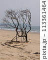 tree on the seaside windy 113361464