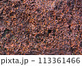 Sea stone texture. Red coral. 113361466
