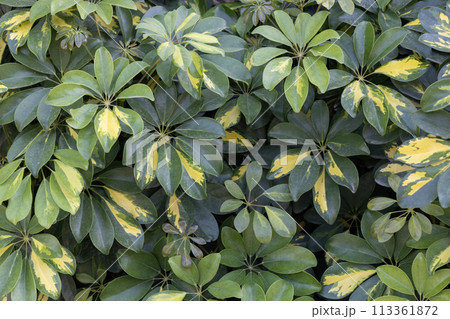 Variegated Schefflera Arboricola Leaves, Close-up. 113361872