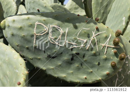 Close-up of "POLSKA" scratched onto a cactus leaf, signifying Polish presence. Inscription. 113361912