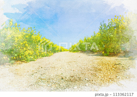 [知多郡]観光農園 花ひろばの菜の花畑の水彩画 113362117
