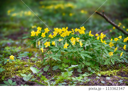 Cluster of yellow marsh marigold flowers growing in a forest Cluster of yellow marsh marigold flowers growing in a forest 113362347