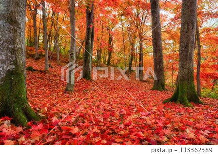 紅葉の森と真っ赤に色づいた楓の落葉 113362389