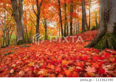 紅葉の森と真っ赤に色づいた楓の落葉 113362390