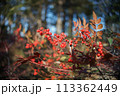 ナンテン.2 (実) 113362449