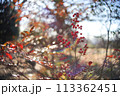 ナンテン.3 (実) 113362451