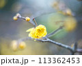 蝋梅.4 113362453