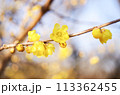 蝋梅.5 113362455