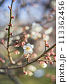 梅.75 (縦) 113362456