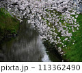桜 113362490