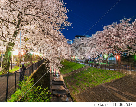 郊外の住宅地　ライトアップされた川沿いの夜桜 113362537