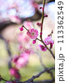 梅.76 (枝振り) 113362549