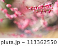 梅.77 (奥行き) 113362550