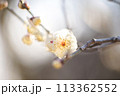 梅.79 (白梅アップ) 113362552