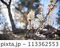 梅.80 (枝振り) 113362553
