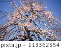 梅.81 (枝垂れ) 113362554