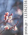 梅.83 (縦数輪) 113362556