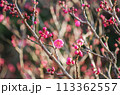 梅.84 (密集) 113362557