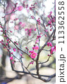 梅.85 (枝振り) 113362558
