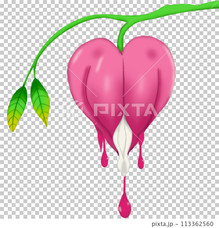 pink radish with leaves isolated on white background 113362560