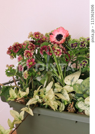 寄せ植え 113362606