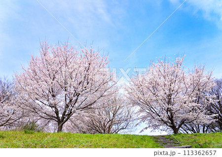 土手に咲く桜　ソメイヨシノ 113362657