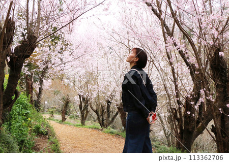 花見山公園にて桜のトンネルを散策する女性 113362706