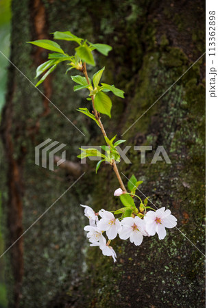 幹から伸びる枝と桜 幹から伸びる枝と桜 113362898