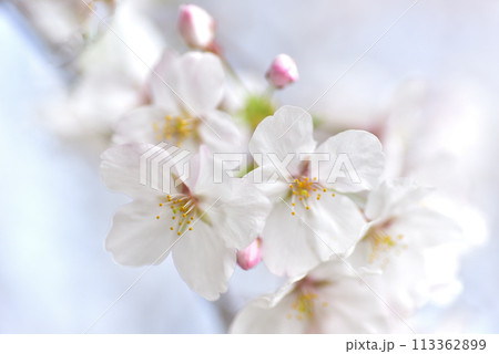 桜満開 ソメイヨシノ 桜満開 ソメイヨシノ 113362899