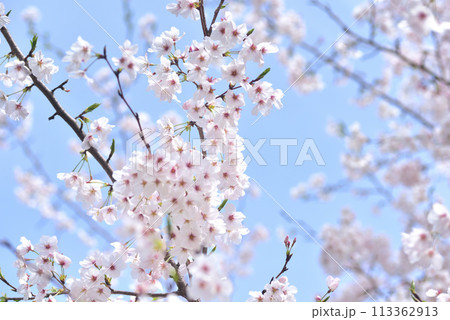 桜満開　　ソメイヨシノ 113362913