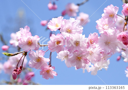 枝垂れ桜 113363165
