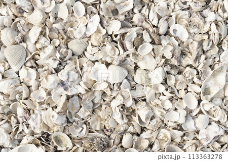 貝殻 113363278