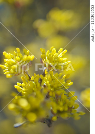 「気丈な愛」の花言葉のように、冬の寒さの中から目覚め開花した、春の黄金花、縁起の良い花 113363552