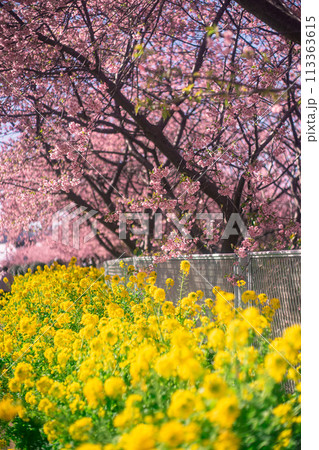 河津桜と菜の花 113363615