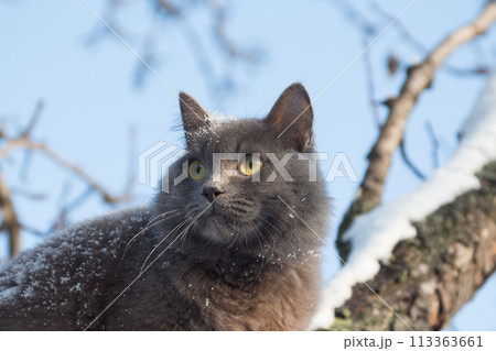 Portrait of fluffy gray cat on a tree with snow Portrait of fluffy gray cat on a tree with snow 113363661
