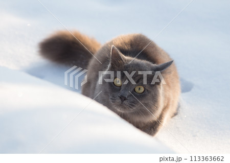 Portrait of fluffy gray cat slinks and hunts in snow Portrait of fluffy gray cat slinks and hunts in snow 113363662