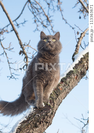 Portrait of fluffy gray cat on a tree with snow Portrait of fluffy gray cat on a tree with snow 113363671