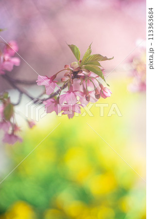 河津桜 河津桜 113363684