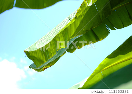 Green banana leaf backlight with sunlight and blue sky in Garden Green banana leaf backlight with sunlight and blue sky in Garden 113363881