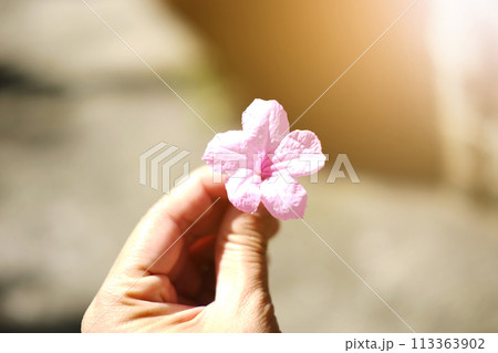 Beautiful pink flowers on woman hand with sunlight in garden Beautiful pink flowers on woman hand with sunlight in garden 113363902