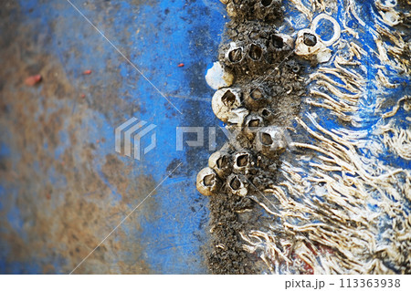 Abstract fossil of shellfish stick On a blue plastic bucket Abstract fossil of shellfish stick On a blue plastic bucket 113363938