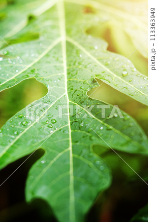 Fresh papaya leaves and water dew drops with sunlight in the garden 113363949