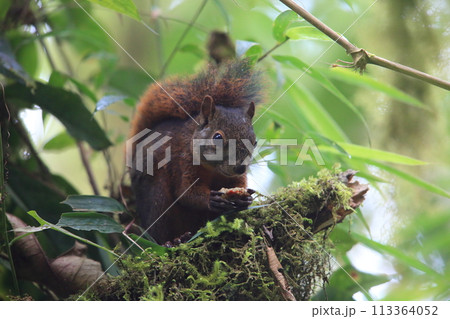 コクモツリス 113364052