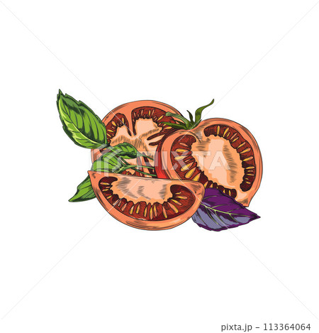 Fresh tomatoes half cut and slices with fragrant basil leaves vector sketch, hand drawn farm red vegetable, plant food 113364064