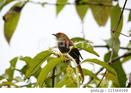 アカガオカマドドリ アカガオカマドドリ 113364109