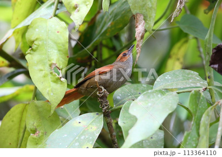 アカガオカマドドリ アカガオカマドドリ 113364110