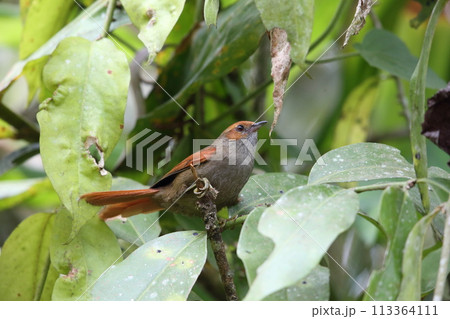 アカガオカマドドリ 113364111